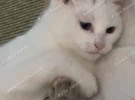 turkish angora mix white shorthair boy