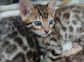 Pure bengal kittens mum & dad owned by us