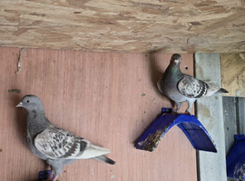 Homing pigeon