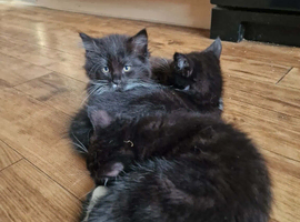 ️️2 sweet and playful kitten left