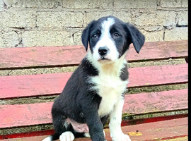 Border collie puppy