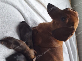 2 dachshund pups for sale