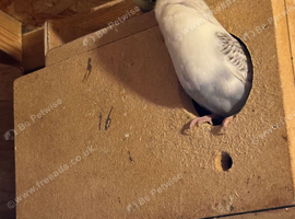 Budgie pairs