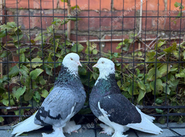 4 west of england pigeons