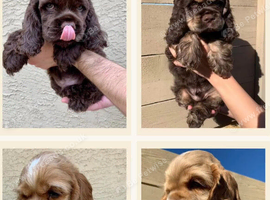 We are four and we will make you happy and be a good companion for you and your family.