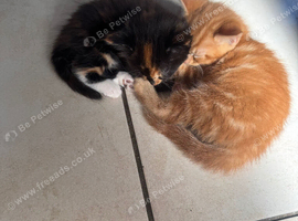 Ginger male and tortishell female kitten