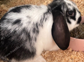 Two beautiful male rabbits for sale