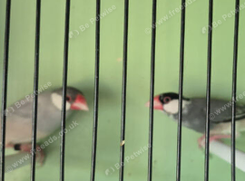 Java sparrow pair