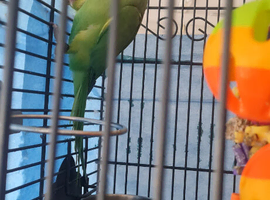 Indian Ring Neck parrot for sale