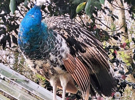 Needs a home asap Black shoulder peacock