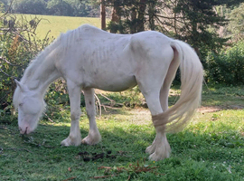 CREMELLO 3 YEAR OLD COB COLT