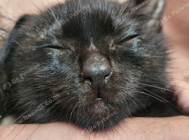 Female Black Cat