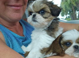 Shih tzu boys and girls