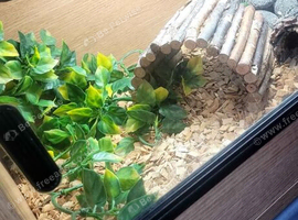 Rankin bearded dragon