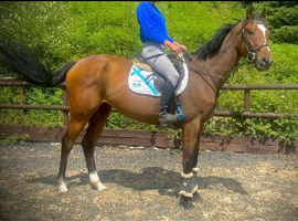 16.2/3hh bay gelding