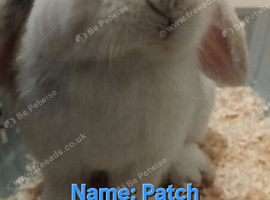 9 bunnies &pound;30 each Free delivery