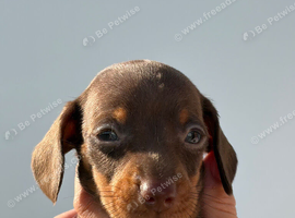 Dash hound puppies