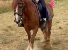 *** MOTHERS DREAM PONY ***