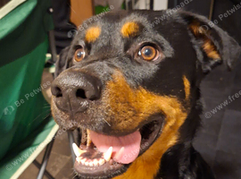 1 year old german shepherd cross