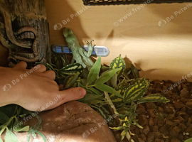 Basilica lizard