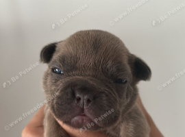 3 stunning stocky frenchie pups payplan option