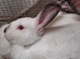 1 x Californian male available