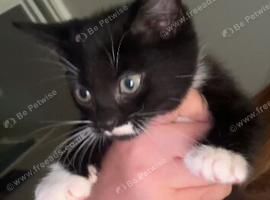 Tuxedo kittens