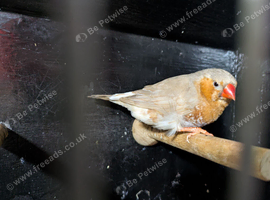 Orange breasted cock