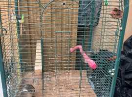 Large Bird cage