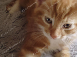 Ginger kitten
