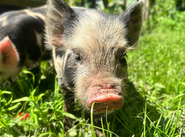 Male & female Kune Kune pigs available
