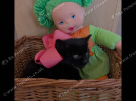 Kittens