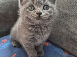 BSH X kittens for sale