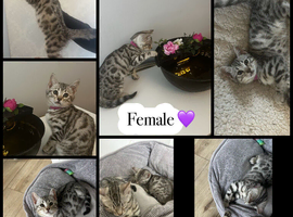 Kittens looking for forever home