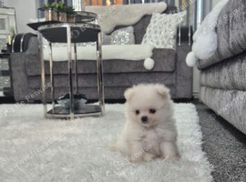 Beautiful pomeranian xs pupies