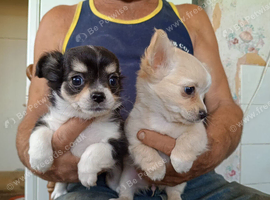 2 sisters chihuahua.