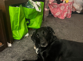 Collie crossed with a Labrador