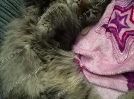 14 month male maine coon