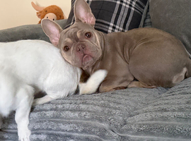 Female French bulldog 1 year will be 2 in July