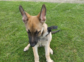 Belgium mally