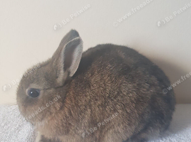 Baby Netherland Dwarf Buck