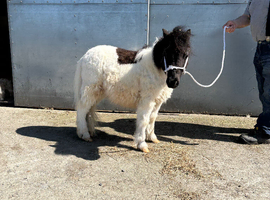Halstock Spike miniature Gelding