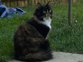 Pure Calico Rag Doll