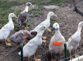 Indian Runner Ducks free to good homes