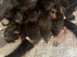 9 week old kittens