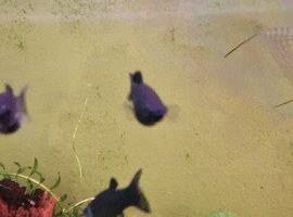 Young Black Mollies