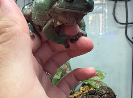 3 whites tree frogs