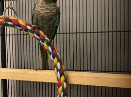 Blue cheek conure
