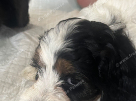 Adorable puppies ready 30th AUGUST