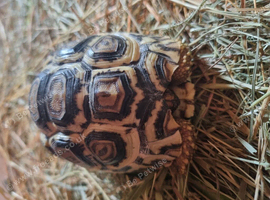 2 x year old leopard tortoises for sale